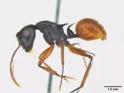 New Ant Species Discovered in Guwahati's Garbhanga Forest