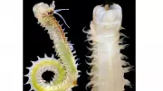 New 'Bio-Warrior' Worm Species Discovered in Polluted Bay of Bengal