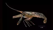 New Pistol Shrimp Species Discovered in Kochi Backwaters by Cusat Researchers
