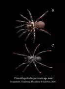 New Trapdoor Spider Species Discovered in Kolhapur Faces Extinction Threat