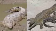 Nile vs. Saltwater Crocodile: Key Differences in Size, Habitat, and Behavior
