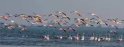 Odisha CM Majhi Announces Major Eco-Restoration Scheme for Chilika Lagoon