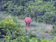 Odisha Elephant Count Discrepancy: WII Team to Reassess DNA-Based Census