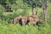 Odisha Government Challenges WII Elephant Census, Disputes 912 Count