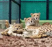 Odisha's Nandankanan Zoo Plans Historic Cheetah Import from South Africa