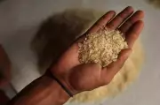 Over 25,000 Tonnes of Fortified Rice from Punjab Rejected by FCI in 3 Years