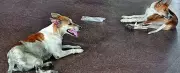 Patna Municipal Corporation Proposes Designated Stray Dog Feeding Zones in All 75 Wards
