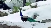 Peacocks Spotted in Snowy Kullu Forest at 6,000ft, Climate Change Concerns Rise