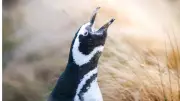 Penguin Crisis in Argentina: Puma Predation and Climate Change Threaten Colonies