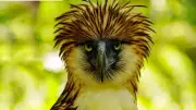 Philippine Eagle: The Critically Endangered 'Monkey-Eating Bird' Faces Extinction