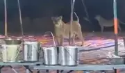 Pride of Lions Crashes Feast in Gujarat, Viral Video Sparks 'Why Not Me?' Debate