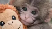 Punch the Monkey: Google's Heart Animation Celebrates Viral Japanese Macaque