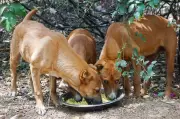 Pune Municipal Corporation Designates 88 Official Feeding Spots for Stray Dogs