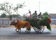 Punjab Leads Green Fodder Surplus Amid National Shortages, Haryana and Himachal Follow
