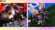 Puppy Bowl Star Teigan, Viral Rescue Dog in Wheelchair, Died Before Episode Aired