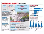 Rare Smew Duck Makes Spectacular Debut in Assam's Kaziranga Tiger Reserve
