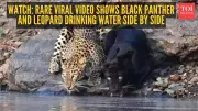 Rare Viral Video Captures Black Panther and Leopard Drinking Water Side-by-Side