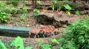 Rare Wild Dog Pups Born in Goa Zoo Enclosure After Natural Adaptation