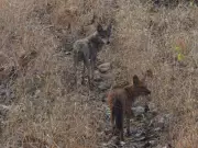 Rare Wolf-Dhole Coexistence Documented at Melghat Tiger Reserve