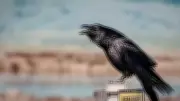 Ravens Challenge Human Intelligence Paradigm with Future Planning Abilities
