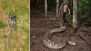Record-Breaking 23-Foot Python Discovered in Indonesia's Sulawesi Forests