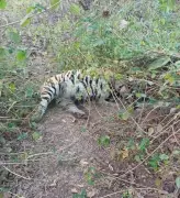 Rewilded Tiger Found Dead in MP Sanctuary, 11th Big Cat Death in 2026