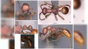 Scientists Discover Two New Army Ant Species in Karnataka, India