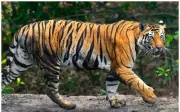 Second Tigress Relocation to Mukundra Hills Reserve Begins in Rajasthan