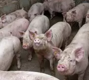 Seven-Day Intensive Training Program on Modern Pig Farming Concludes in Amritsar