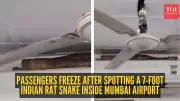 Seven-Foot Snake Found at Mumbai Airport, Passengers Stunned by Unusual Visitor