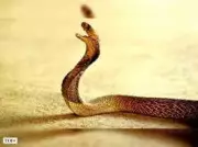 Snake Found in Lawyer's Vehicle Causes Commotion at Trichy Court
