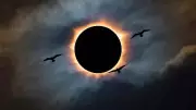 Solar Eclipse Animal Behavior: How Wildlife Reacts to Sudden Darkness