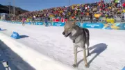 Stray Dog Disrupts Olympic Cross-Country Ski Race in Milan-Cortina Games