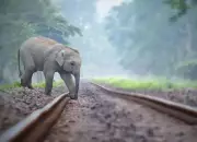 Sub-Adult Elephant Killed by Goods Train in Latehar, Herd Blocks Tracks for Hours