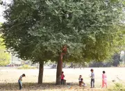 Tamarind Prices Soar in Mysuru Due to Labor Shortage and Poor Yield