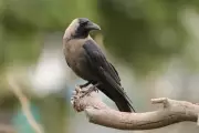 Tamil Nadu on High Alert After Reports of Large-Scale Crow Deaths Emerge