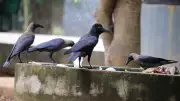 Tamil Nadu on High Alert After Reports of Widespread Crow Deaths