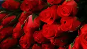Tamil Nadu's Krishnagiri Farmers Dispatch 1 Million Taj Mahal Roses Daily for Valentine's Day