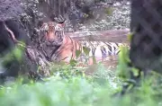 Telangana Forest Department Intensifies Tiger Monitoring After Cattle Kills