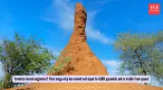 Termites: From Homewreckers to Master Builders of Mega-Structures