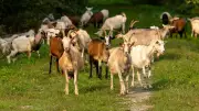 Texas Deploys 300 Goats for Eco-Friendly Invasive Plant Control in Dallas