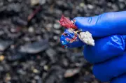 The Unfiltered Threat: How Microplastics Invade Our Bodies and Environment