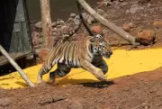 Third Tigress 'Lado' Released in Sahyadri Tiger Reserve Under Operation TARA