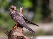 Three Amur Falcons Tagged in Manipur Tracked to African Wintering Grounds