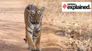 Tiger Dispersal in Andhra and Telangana Sparks Human-Wildlife Conflict Concerns