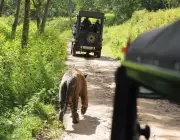Tiger Safari Guidelines Delay Sparks Farmer Protests in Karnataka Reserves