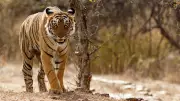 Tiger Sighting Triggers Panic in East Godavari Villages, Andhra Pradesh