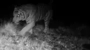 Tiger Spotted Near Hyderabad After 50 Years Sparks Fear in Yadadri District
