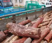 Tirupati Invokes PD Act Against Notorious Red Sanders Smugglers Firoz and Rajasekhar