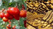 Tomato and Gold Price Surge Drives Retail Inflation to 2.75% Under New CPI Series
